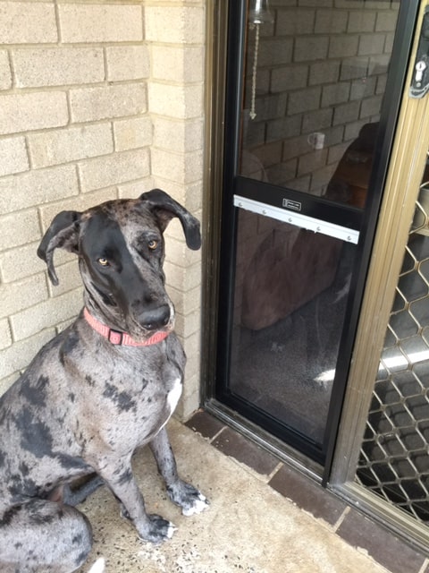 great-dane-1-1-min Great Dane 1 1 Min
