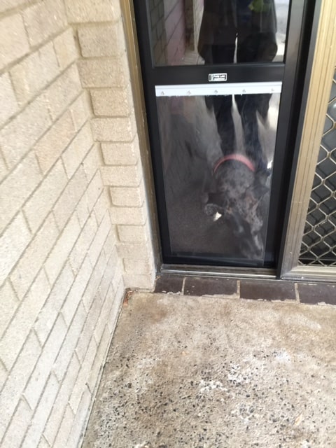 great-dane-1-3-min Great Dane 1 3 Min
