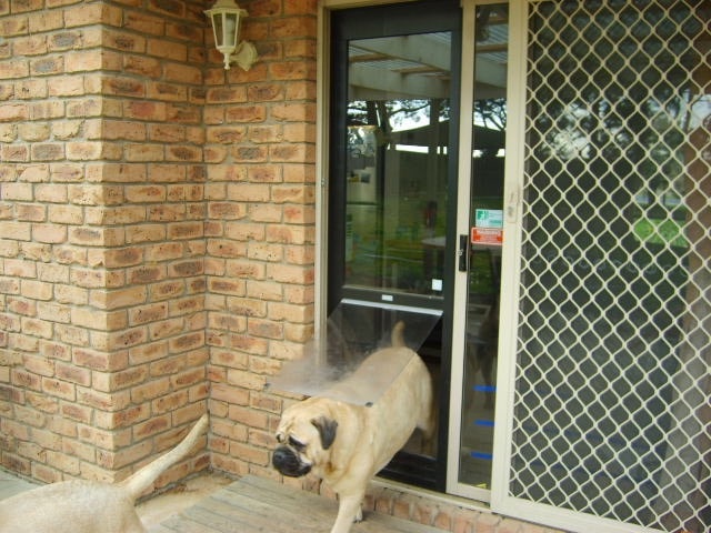 mastiff-1-1-min Mastiff 1 1 Min