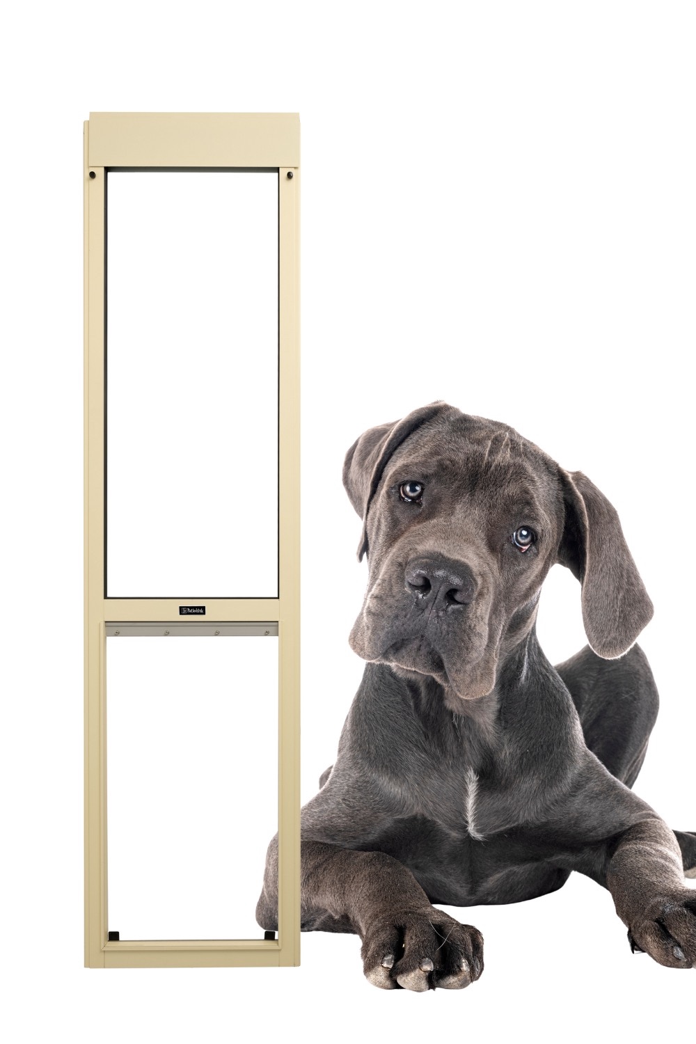 Black and Beige Stylish Product Launch Pinterest Pin - 1 1 Great Dane1