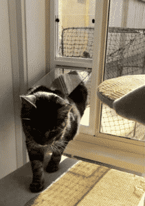 how pet door inserts make your life easier